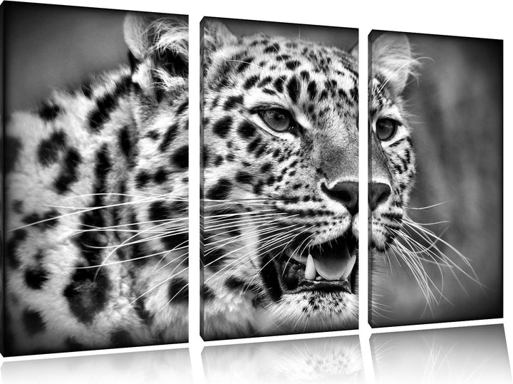 Pixxprint ausgewachsener Leopard als Leinwandbild/Grösse: 3 Teilig (120x80) cm/Wandbild/Kunstdruck/f