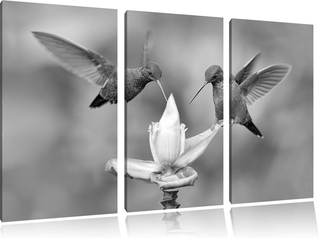 Pixxprint Kolibris in den Tropen / 3-Teilig/Gesamtmass 120cm Leinwandbild bespannt auf Holzrahmen/Wa