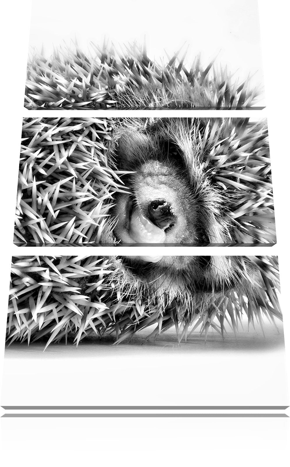 Pixxprint Monocrome, kleines niedliches Igel Baby 3-Teiler Leinwandbild 120x80 Bild auf Leinwand