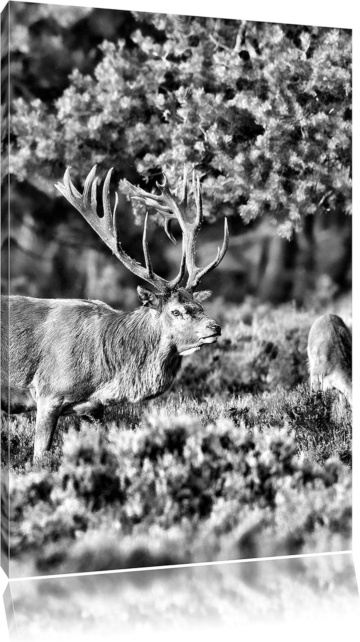 Pixxprint Hirschfamilie Wiese / 100x70cm Leinwandbild bespannt auf Holzrahmen/Wandbild Kunstdruck De