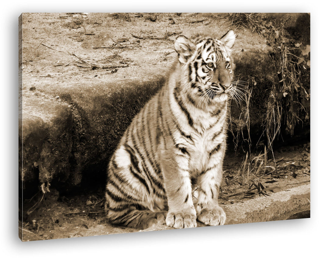 deyoli niedliches Tiger Jungtier Format: 80x60 Effekt: Sepia als Leinwandbild, Motiv fertig gerahmt