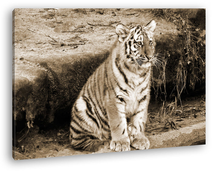 deyoli niedliches Tiger Jungtier Format: 80x60 Effekt: Sepia als Leinwandbild, Motiv fertig gerahmt