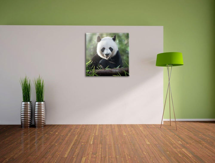 Pixxprint Niedlicher Panda isst Bambus als Leinwandbild | Grösse: 70x70 cm | Wandbild | Kunstdruck |