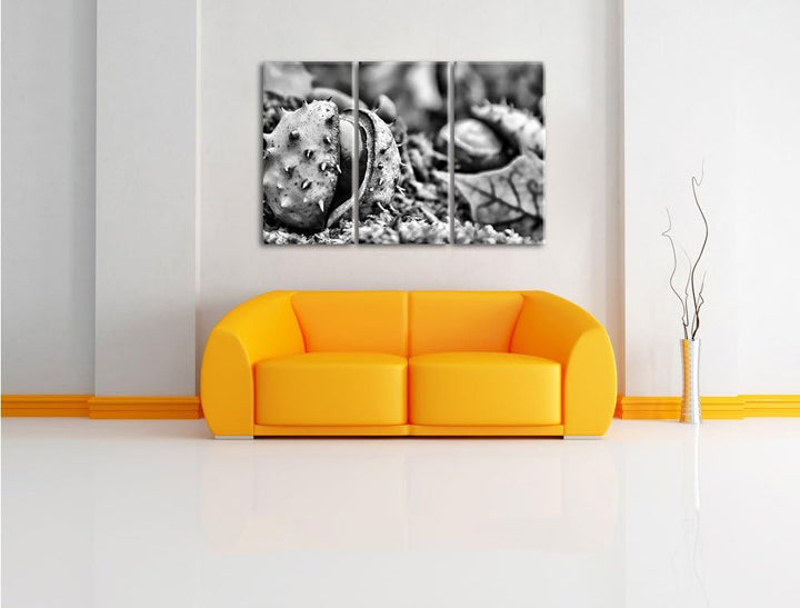 Pixxprint Monocrome, Erste Kastanie öffnet Sich 3-Teiler Leinwandbild 120x80 Bild auf Leinwand