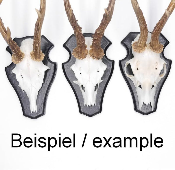 5 Stück REH Bock Schild Trophäenschilder mit 1 Kieferfach in Eiche dunkel
