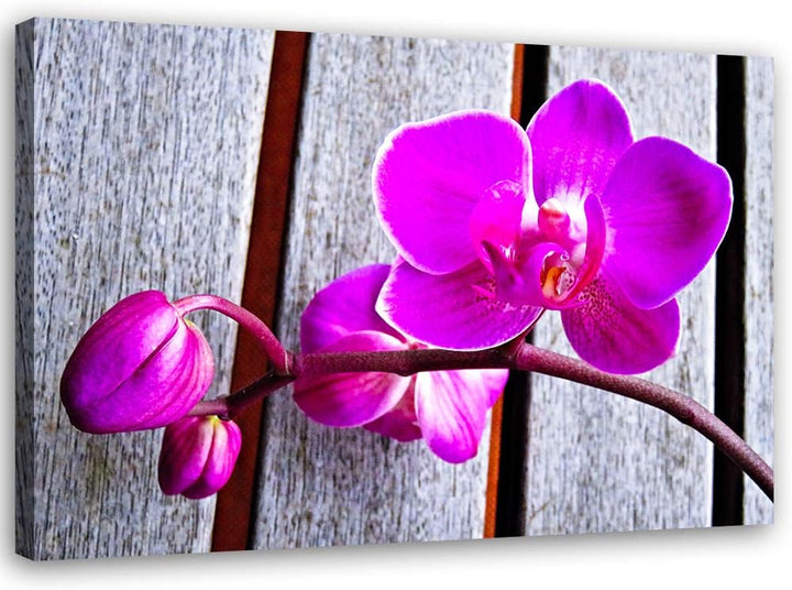 Feeby Wandbild Orchideen Druckbild Leinwandbild Blumen Violett 100x70 cm Leinwandbild 100x70 cm Viol