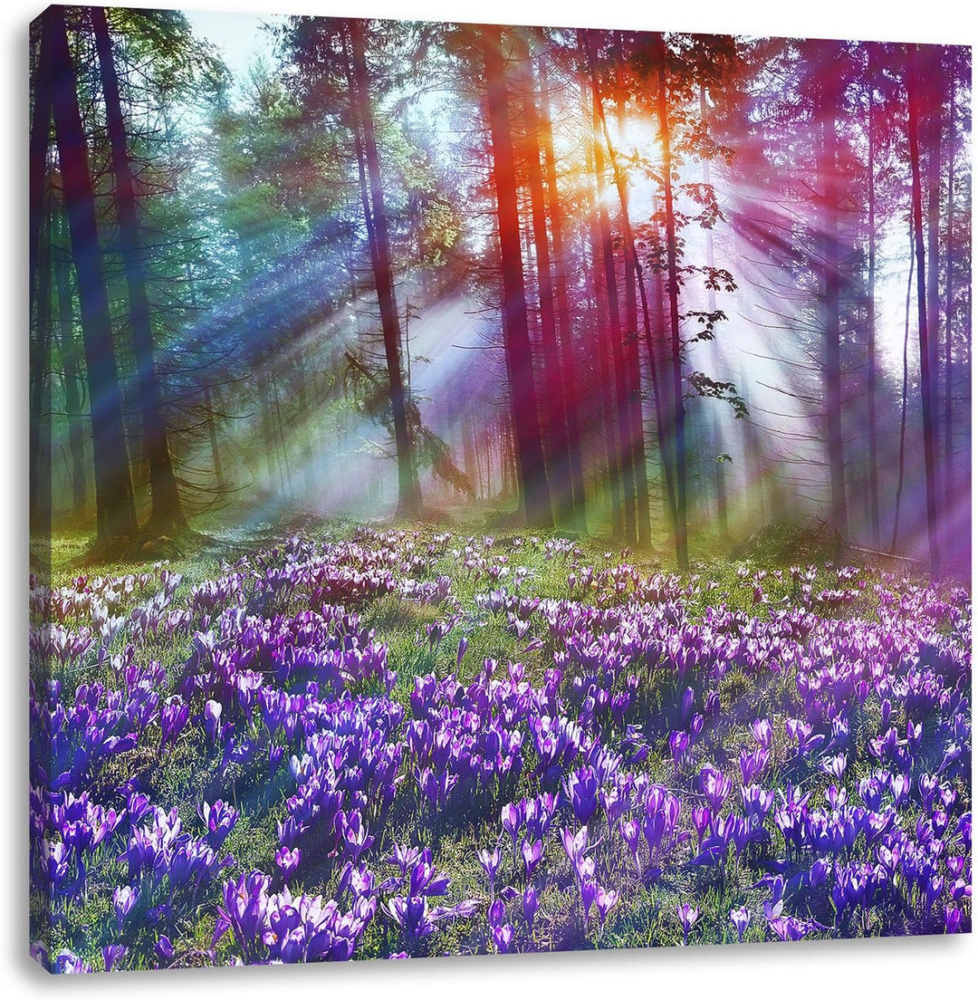 Lavendel im Wald, Format: 70x70 auf Leinwand, XXL riesige Bilder fertig gerahmt mit Keilrahmen, Kuns