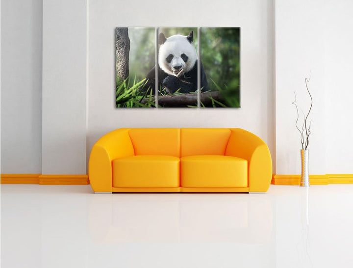 Pixxprint Niedlicher Panda isst Bambus als Leinwandbild - Grösse: 3-Teilig (120x80cm) - Wandbild - K