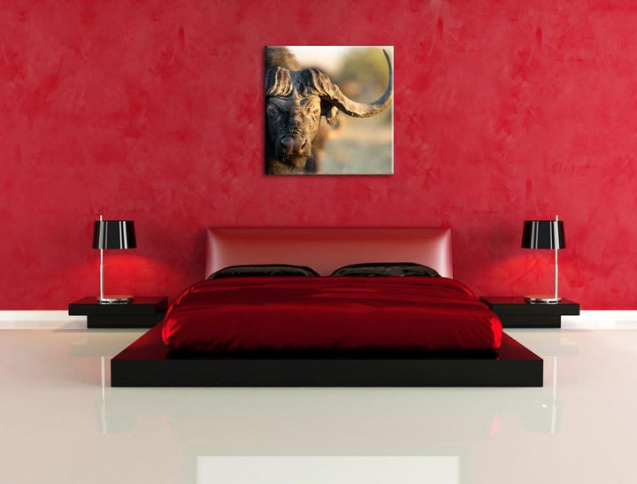 Pixxprint Kaffernbüffel mit Hörnern als Leinwandbild Quadratisch/Grösse: 70x70 / Wandbild/Kunstdruck