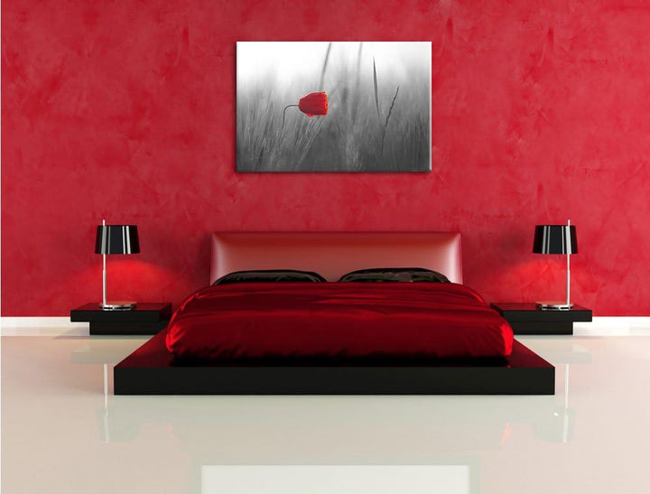 Pixxprint Einzelne rote Rose im Sonnenlicht als Leinwandbild/Grösse: 100x70 cm/Wandbild/Kunstdruck/f