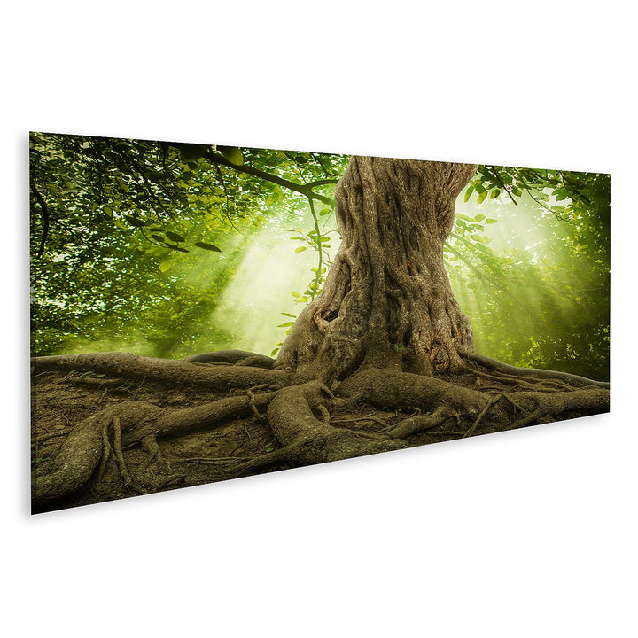 islandburner Bild auf Leinwand Grosse Baumwurzeln Und Sonnenstrahlen Im Grünen Wald Bilder Wandbilde