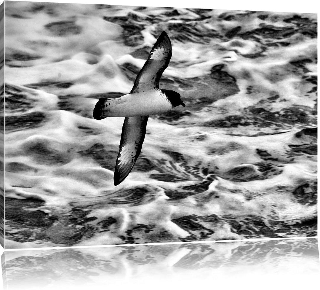 Pixxprint prächtige Möwe fliegt über Wasser als Leinwandbild/Grösse: 100x70 / Wandbild/Kunstdruck/fe