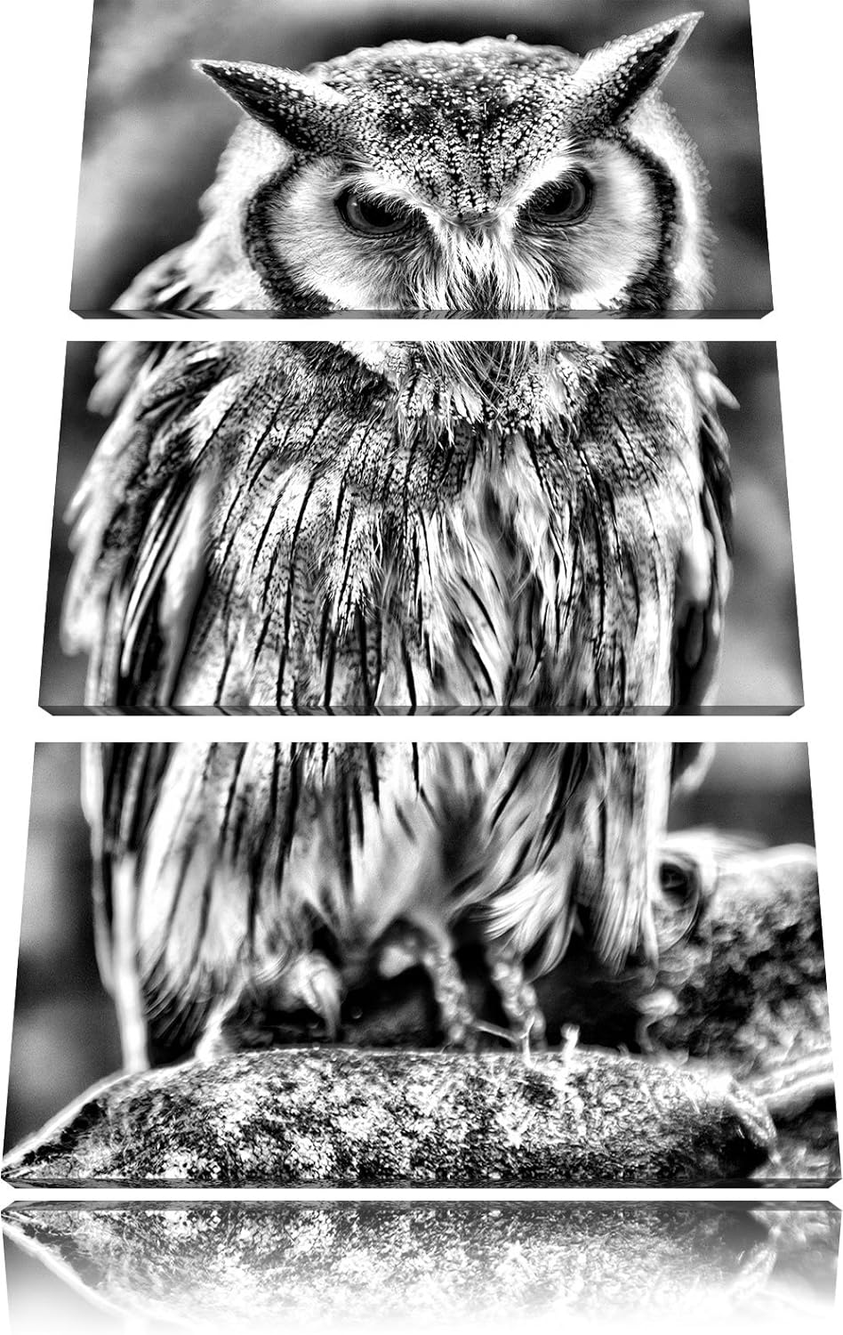 Pixxprint Monocrome, Nordbüscheleule Otus leucotis 3-Teiler Leinwandbild 120x80 Bild auf Leinwand