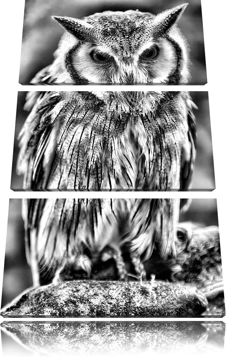Pixxprint Monocrome, Nordbüscheleule Otus leucotis 3-Teiler Leinwandbild 120x80 Bild auf Leinwand
