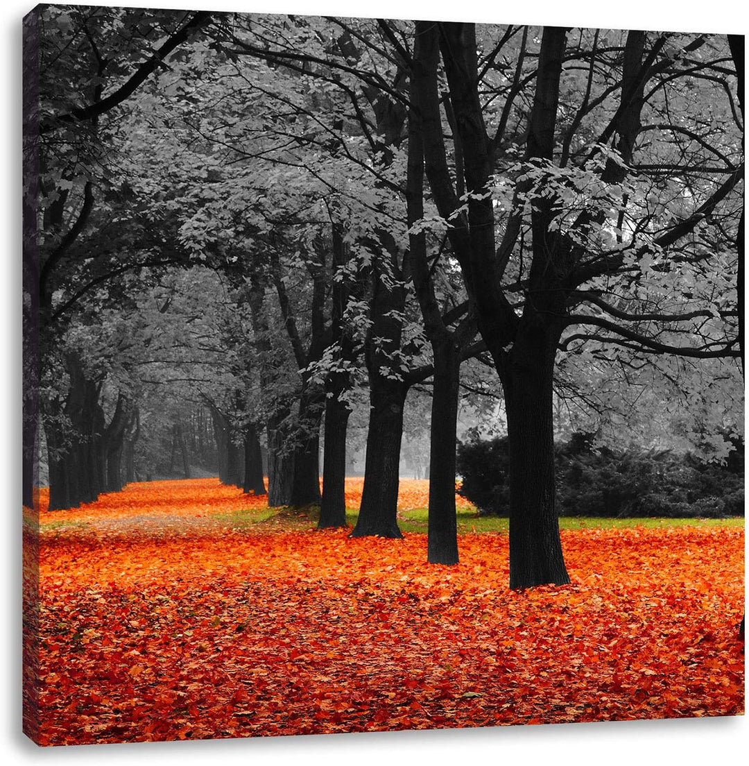 Pixxprint schöner Waldweg im Herbst schwarz/weiss, Format: 70x70 auf Leinwand, riesige Bilder fertig