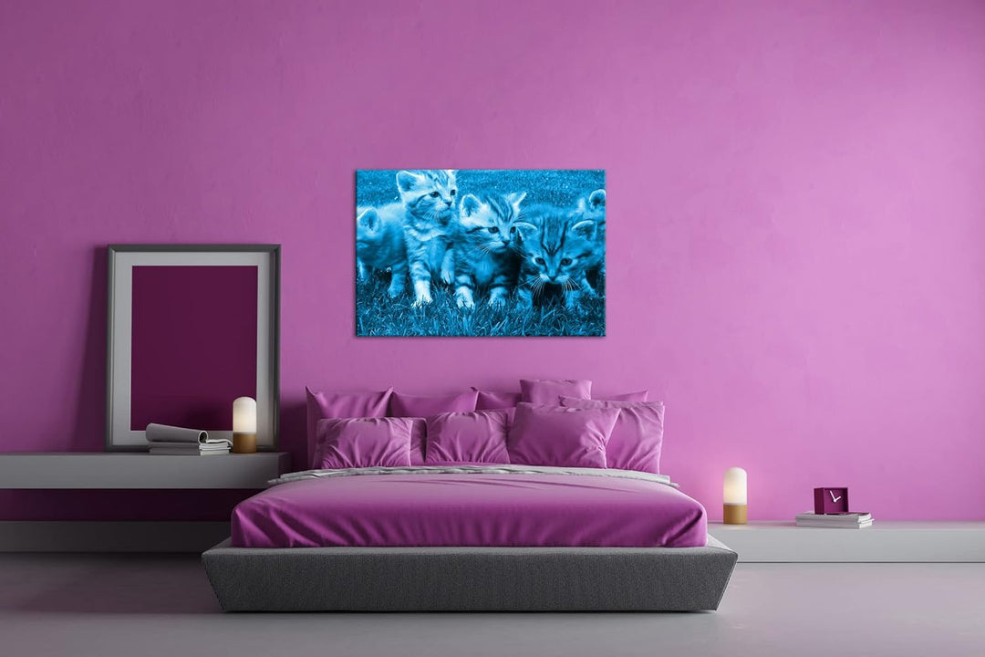 niedliche Katzenbabys auf der Wiese Format 80x60 Effekt: Monocrome Blau als Leinwandbild, Motiv fert