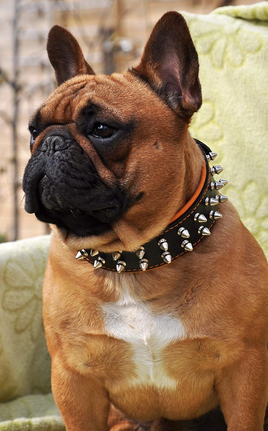 Bestia Frenchie Halsband mit Schraubspitzen. 100% Leder. French Bulldog Design. Mops. Bulldog. Terri