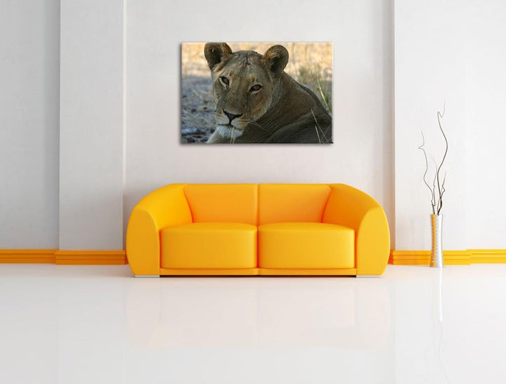 schöne Löwin im Wildgras Leinwand, XXL riesige Bilder fertig gerahmt mit Keilrahmen, Kunstdruck auf
