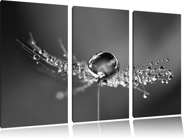 Pixxprint Wassertropfen auf Einer Pusteblume / 3-Teilig/Gesamtmass 120cm Leinwandbild bespannt auf H