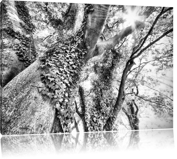 Pixxprint Baum im Sonnenlicht als Leinwandbild/Grösse: 100x70 / Wandbild/Kunstdruck/fertig bespannt,