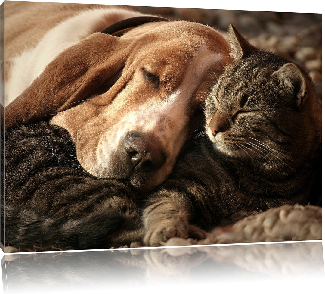 Katze und Hund kuschelnd, Format: 100x70 auf Leinwand, XXL riesige Bilder fertig gerahmt mit Keilrah