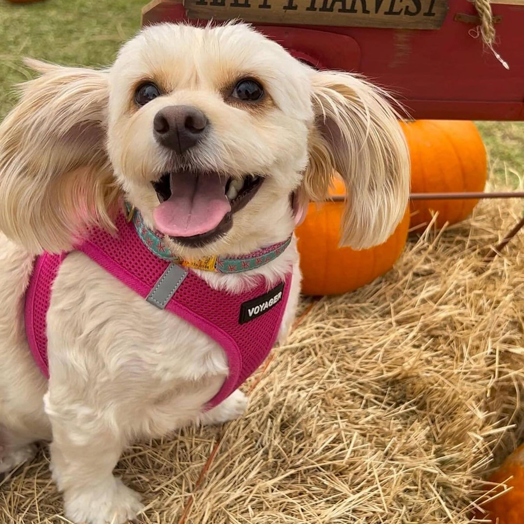 Voyager Step-In Air Hundegeschirr by Best Pet Supplies - All Weather Mesh Step in Vest Harness für k
