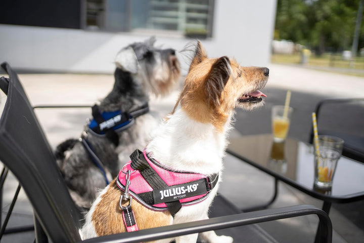 Julius-K9, IDC Powair Hundegeschirr, Grösse: S / Mini, Pink Pink S/Mini, Pink S/Mini