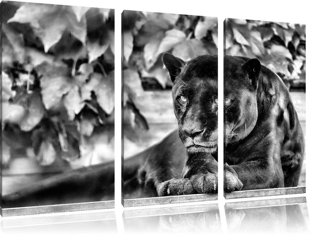 Pixxprint schöner schwarzer Panther als Leinwandbild/Grösse: 3 Teilig (120x80) cm/Wandbild/Kunstdruc