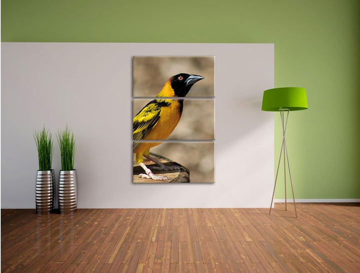 Pixxprint prächtiger gelber Star als Leinwandbild/Grösse: 3 Teilig (120x80) cm/Wandbild/Kunstdruck/f