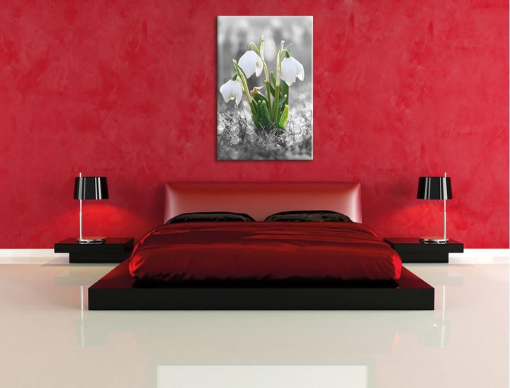 Pixxprint schöne Schneeglöckchen im Morgentau als Leinwandbild/Grösse: 100x70 cm/Wandbild/Kunstdruck