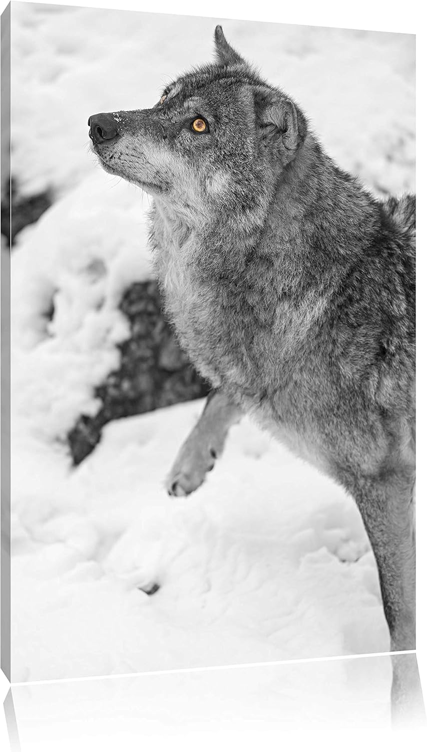 schöner Wolf im Schnee schwarz/weiss auf Leinwand, XXL riesige Bilder fertig gerahmt mit Keilrahmen,