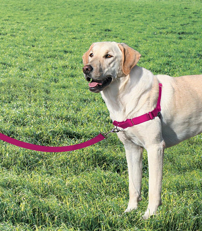 PetSafe Easy Walk-Geschirr, Anti-Zieh-Hundegeschirr, Verringert Würgen und Husten, Mit 1,8 M Leine,