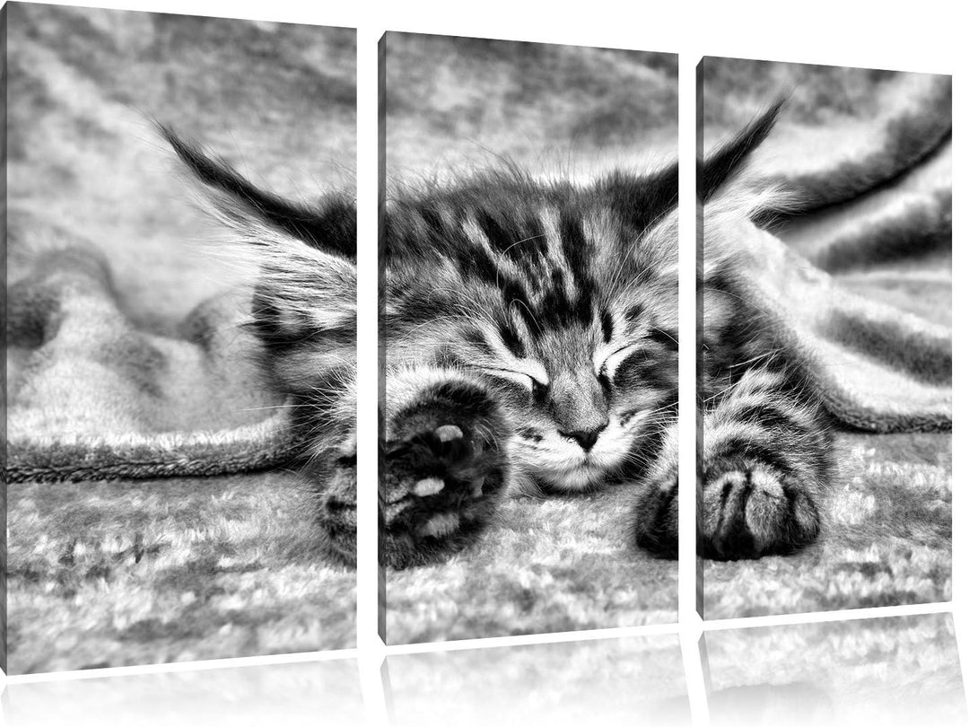 Pixxprint Baby-Katze, rote Bettdecke, als Leinwandbild/Grösse: 3 Teilig (120x80 cm) cm/Wandbild/Kuns