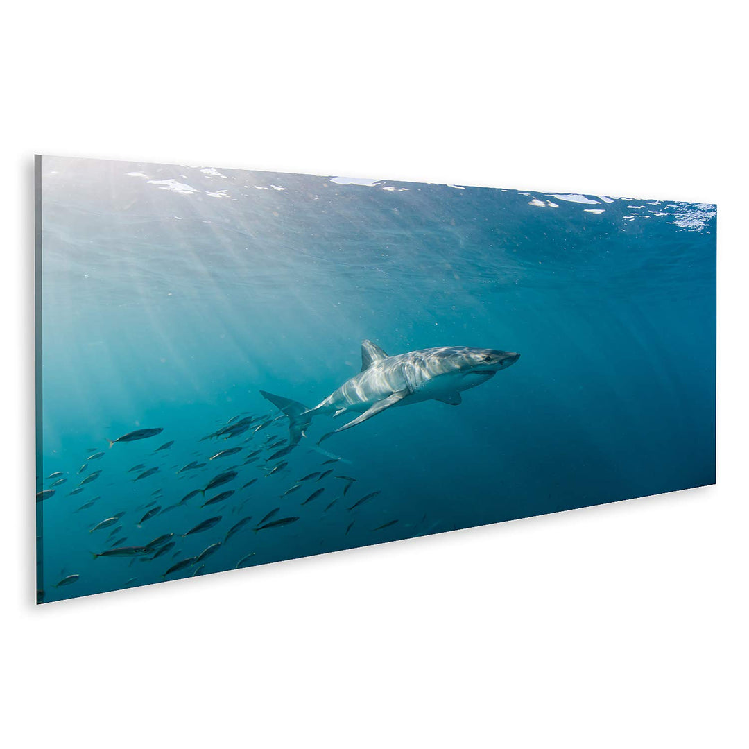 islandburner Bild auf Leinwand Grosser Weisser Hai Und Fischschwarm Bilder Wandbilder Poster Leinwan