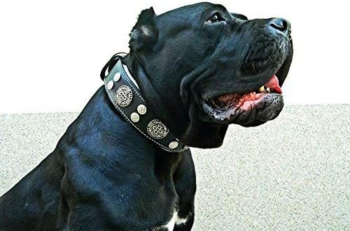 Bestia™ "Hektor Echtleder Hundehalsband für grosse Hunde. 100% Leder. Weich gepolstert. 6,3 cm breit