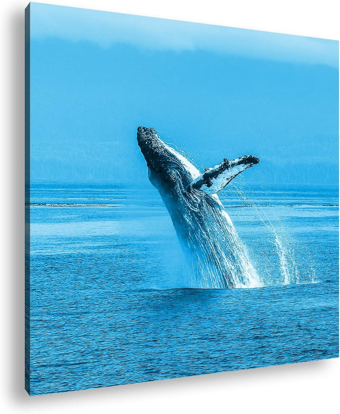 deyoli atemberaubender Buckelwal im Meer Format: 40x40 Effekt: Monocrome Blau als Leinwandbild, Moti