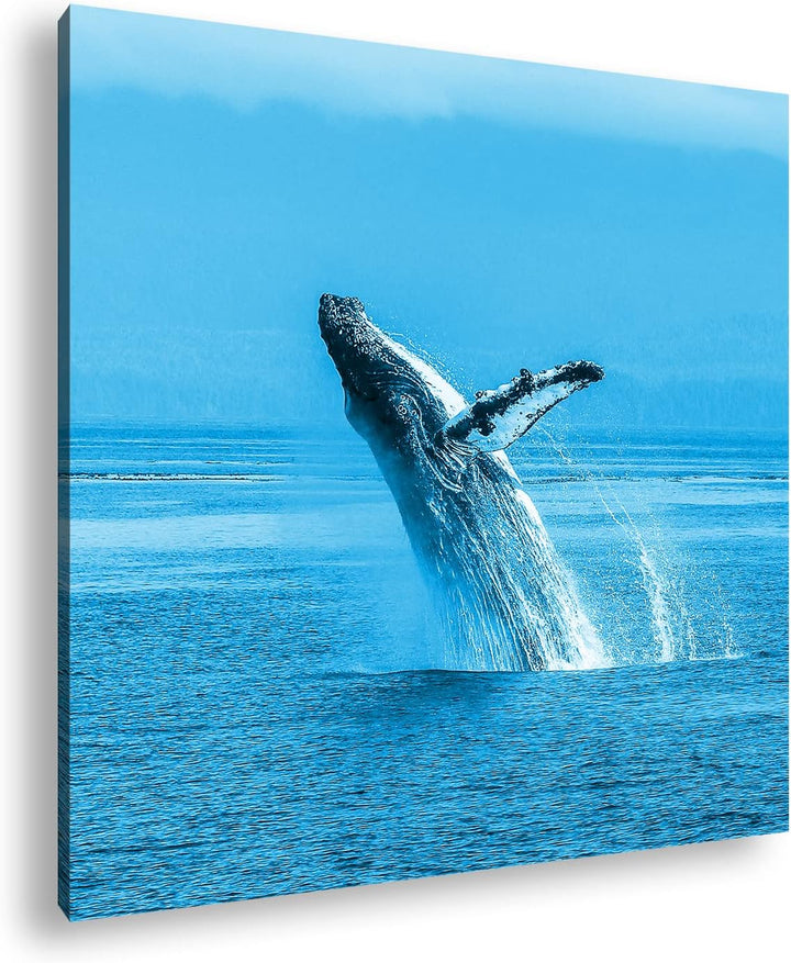deyoli atemberaubender Buckelwal im Meer Format: 40x40 Effekt: Monocrome Blau als Leinwandbild, Moti
