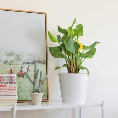 T4U Kunststoff Blumentopf mit Bewässerungssystem, 6er-Set Selbstbewässerung Übertopf mit Untersetzer