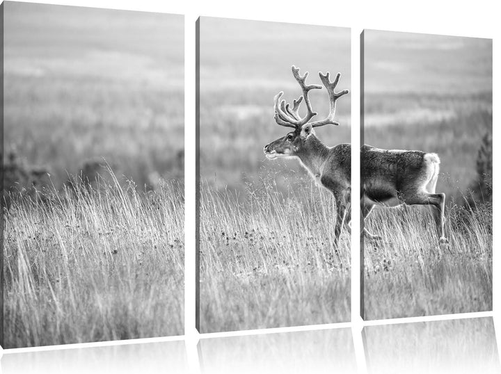Pixxprint Rentier in Norwegen Kunst B&W als Leinwandbild/Grösse: 3 Teilig (120x80) / Wandbild/Kunstd