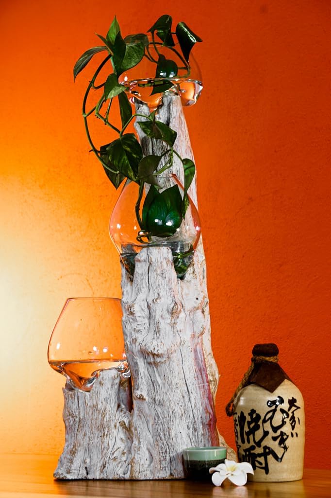3 Geschmolzenes Gläser auf White wash Wurzelholz - Glasschalen auf Einer weissen Wurzel - Teak Holz