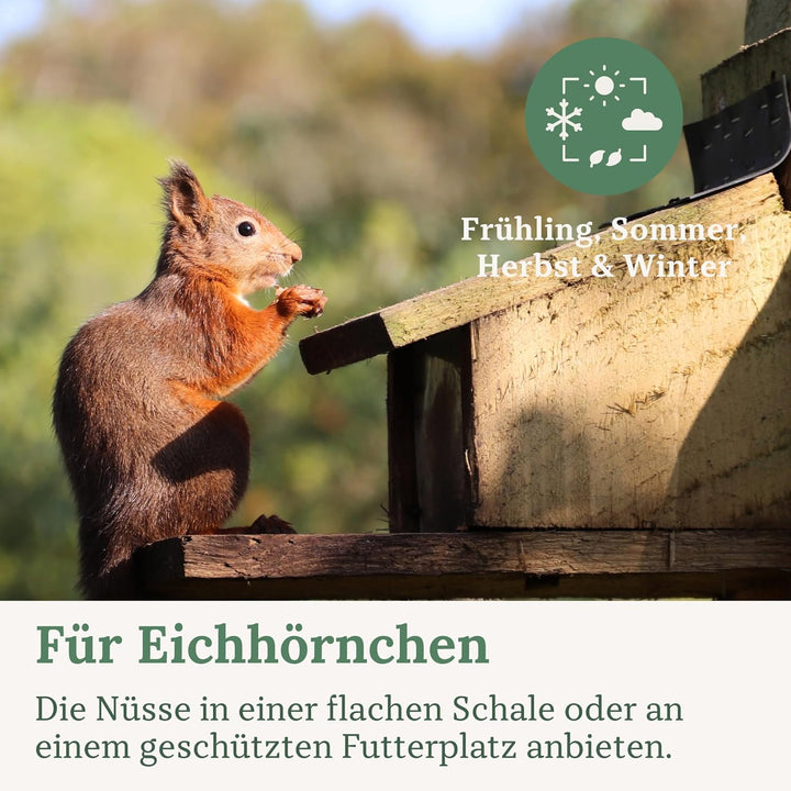 Orni Artgerechter Nüsse Mix für Eichhörnchenfutter 1kg | Futter für Eichhörnchen mit Haselnüsse, Wal