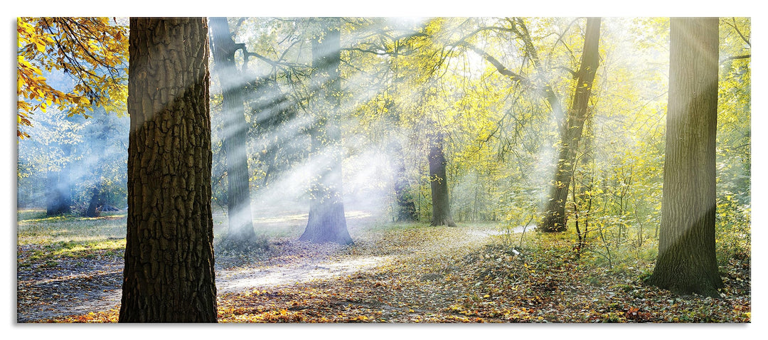 Glasbild Panorama | Wandbild aus Echtglas | Sonnenstrahlen im Wald | 100x40 cm | inkl. Aufhängung un