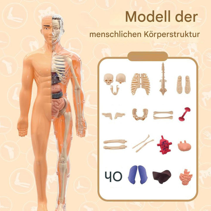 Anatomiemodell Für Kinder 3D | Menschlicher Torso Anatomisches Modell - Lehrreiches Bauspielzeug für