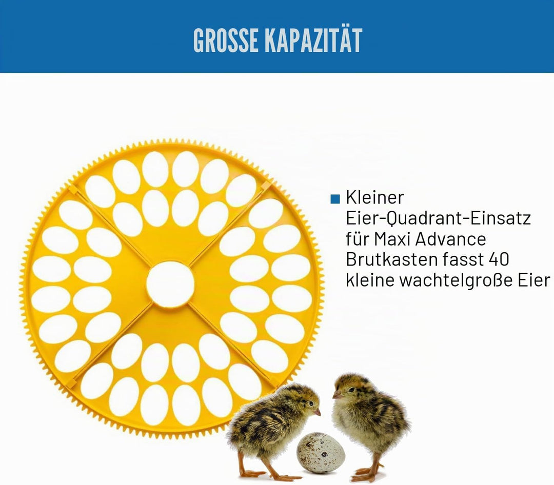 Brinsea Products Maxi Advance Inkubator, kleines Eierviertel, 40 Wachteleier, Gelb