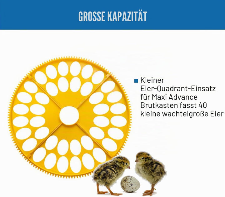 Brinsea Products Maxi Advance Inkubator, kleines Eierviertel, 40 Wachteleier, Gelb