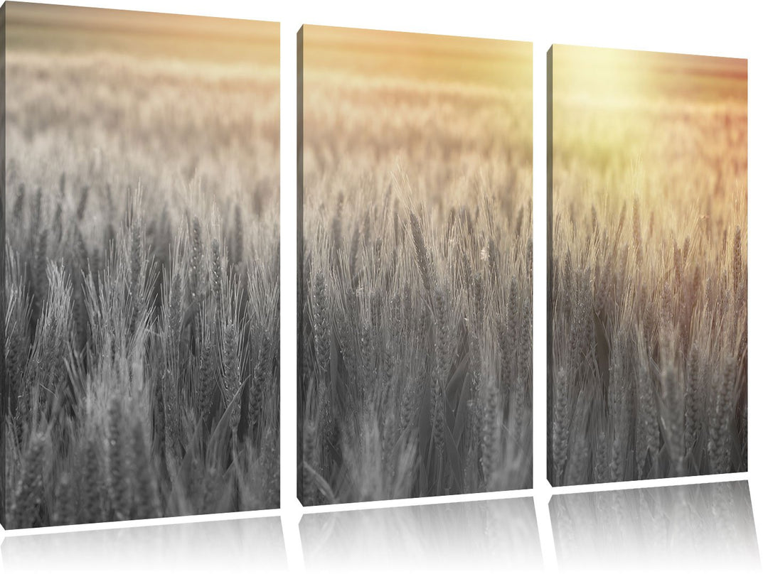 Pixxprint Romantisches Getreidefeld als Leinwandbild/Grösse: 3 Teilig (120x80) cm/Wandbild/Kunstdruc