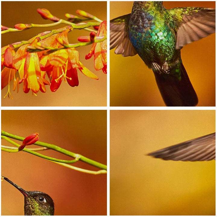 Bilder auf Leinwand Kolibri Vogel Sommer Leinwandbild mit Rahmen 70x50cm Wandbilder Dekoration Wohnz