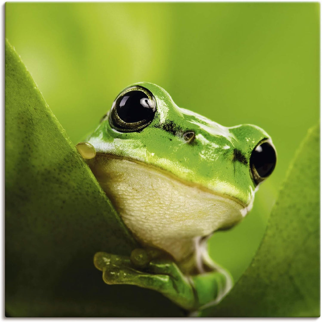 ARTland Leinwandbilder Wandbild Bild auf Leinwand 50x50 cm Frosch Tiere Pflanze Natur Süss Lustig T5