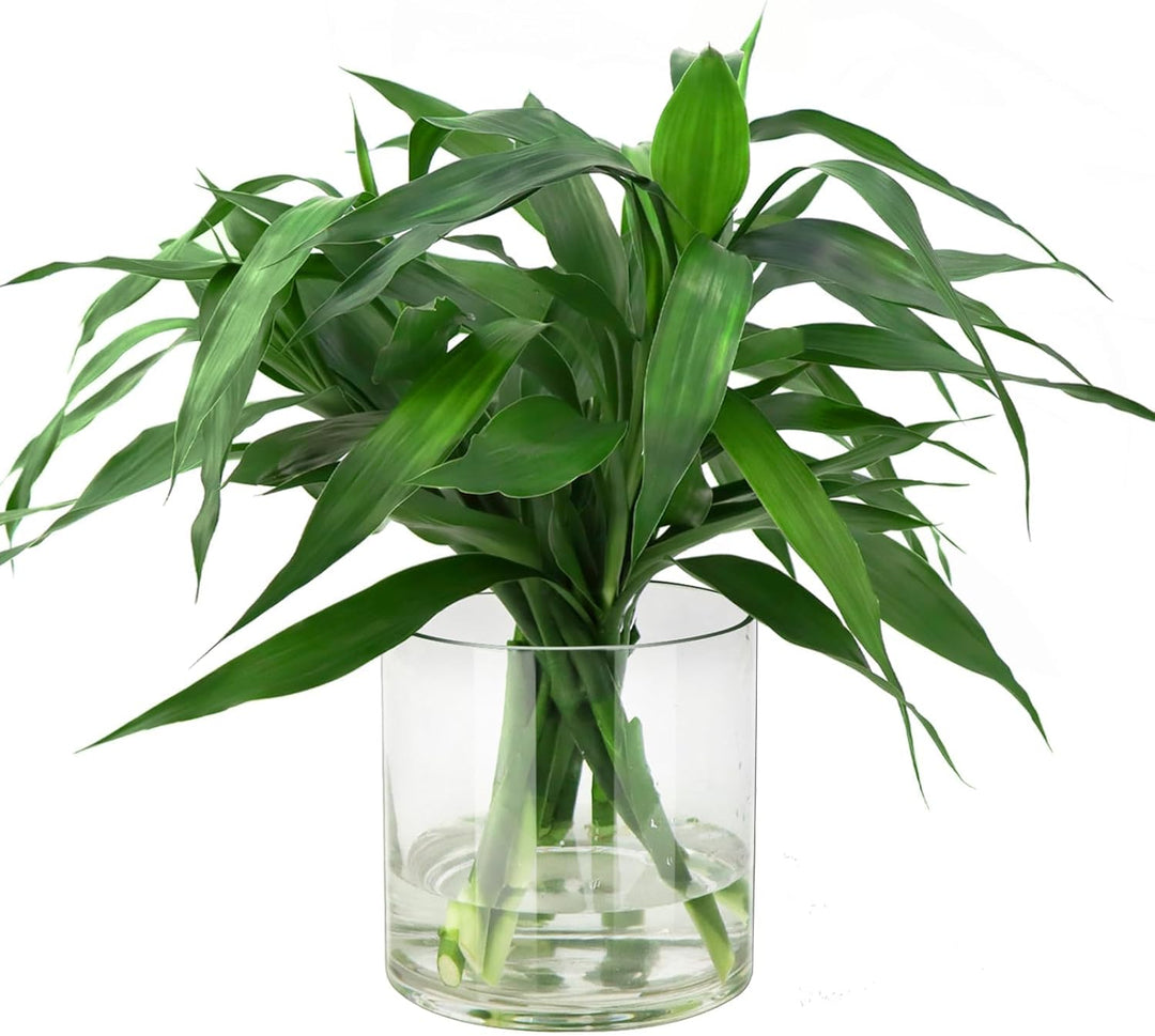 TSKDKIT Glas Blumenvase Modern Zylinder Vase, Handgemacht Kristall Vasen 15cmx15cm Kerzenhalter Glas