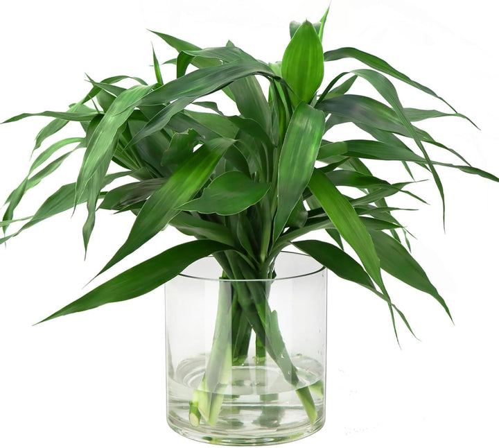 TSKDKIT Glas Blumenvase Modern Zylinder Vase, Handgemacht Kristall Vasen 15cmx15cm Kerzenhalter Glas